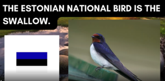 Unipiha algkooli lapsed osalevad rahvuslinnu projektis!