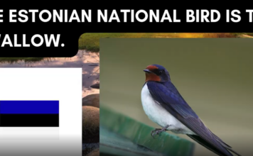 Unipiha algkooli lapsed osalevad rahvuslinnu projektis!